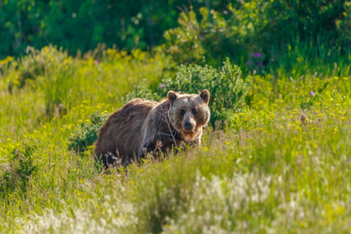 Grizzly bears removed for livestock depredations