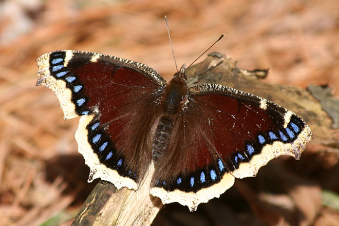 Mourning Cloak Butterfly: The Montana State Insect